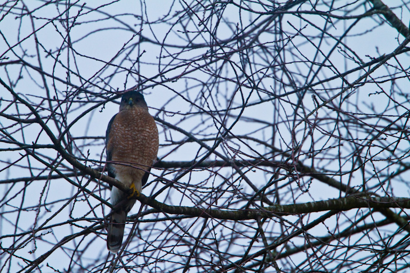 Coopers Hawk In Tree